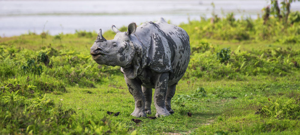 Kaziranga